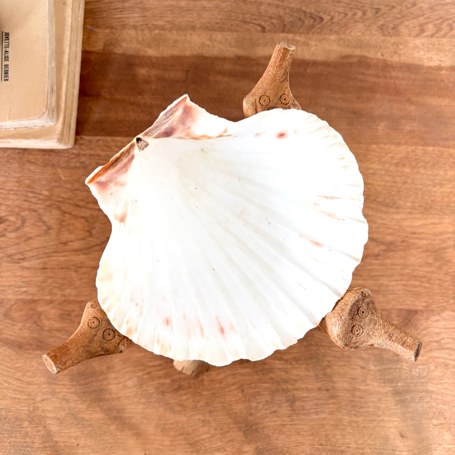 Porte-encens coquillage