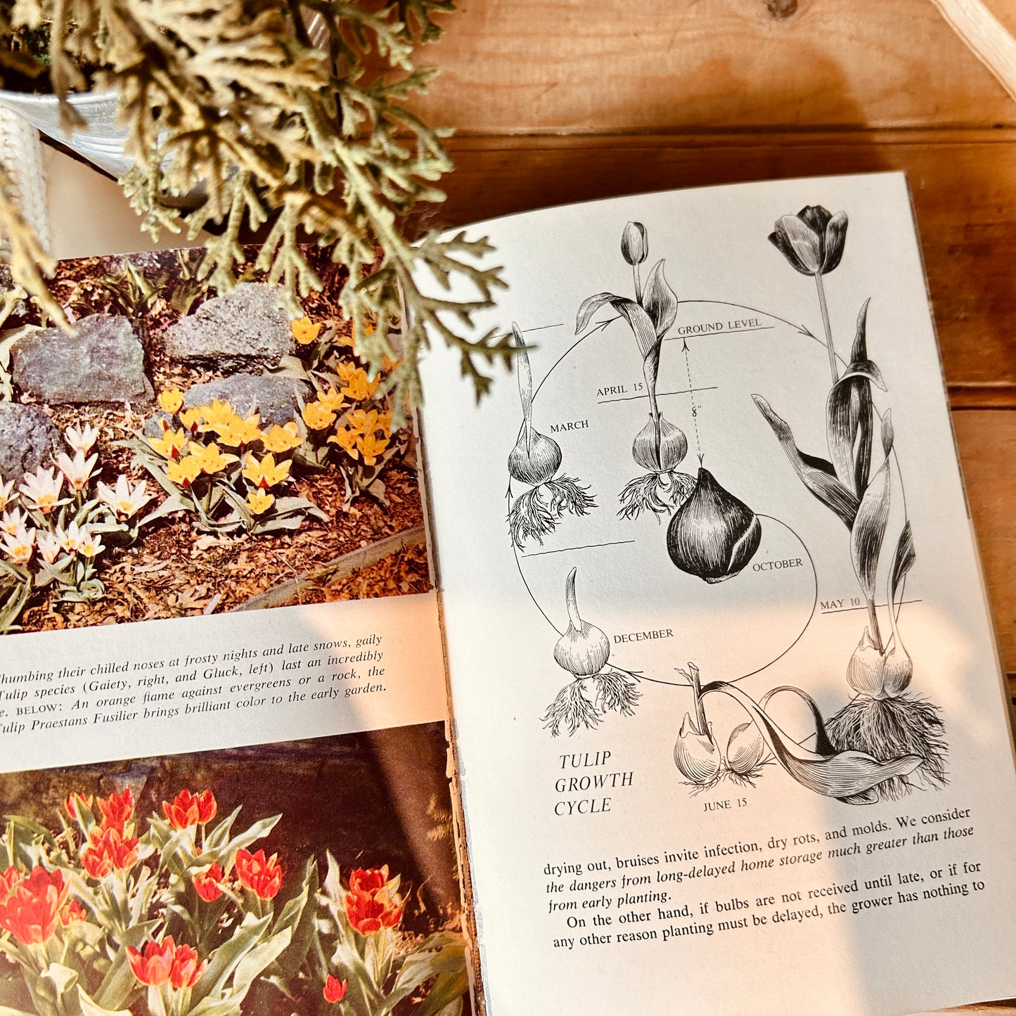 Book - The Impressionists