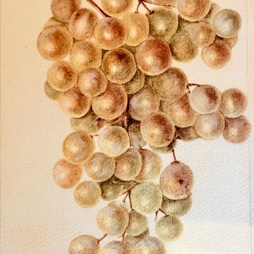 Canvas print - The cellist