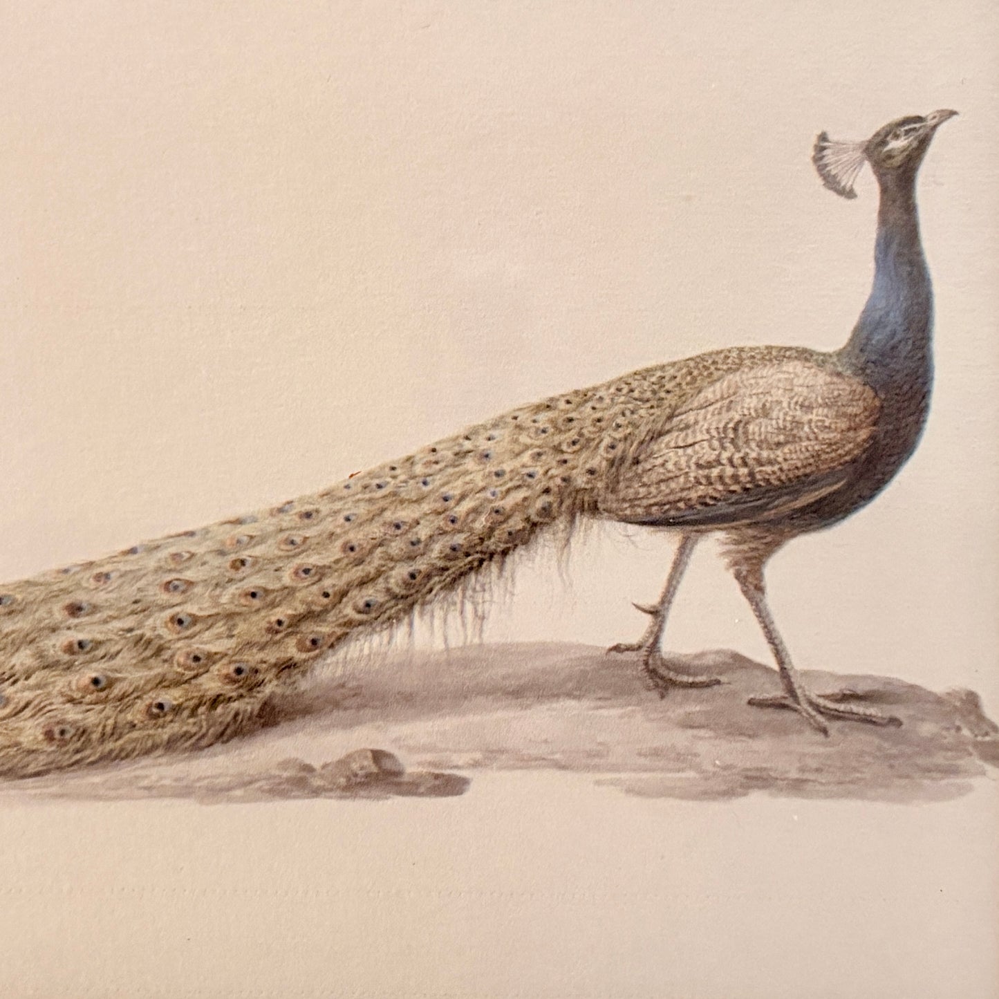 Cadre vintage avec impression sur papier beaux-arts - Le paon III