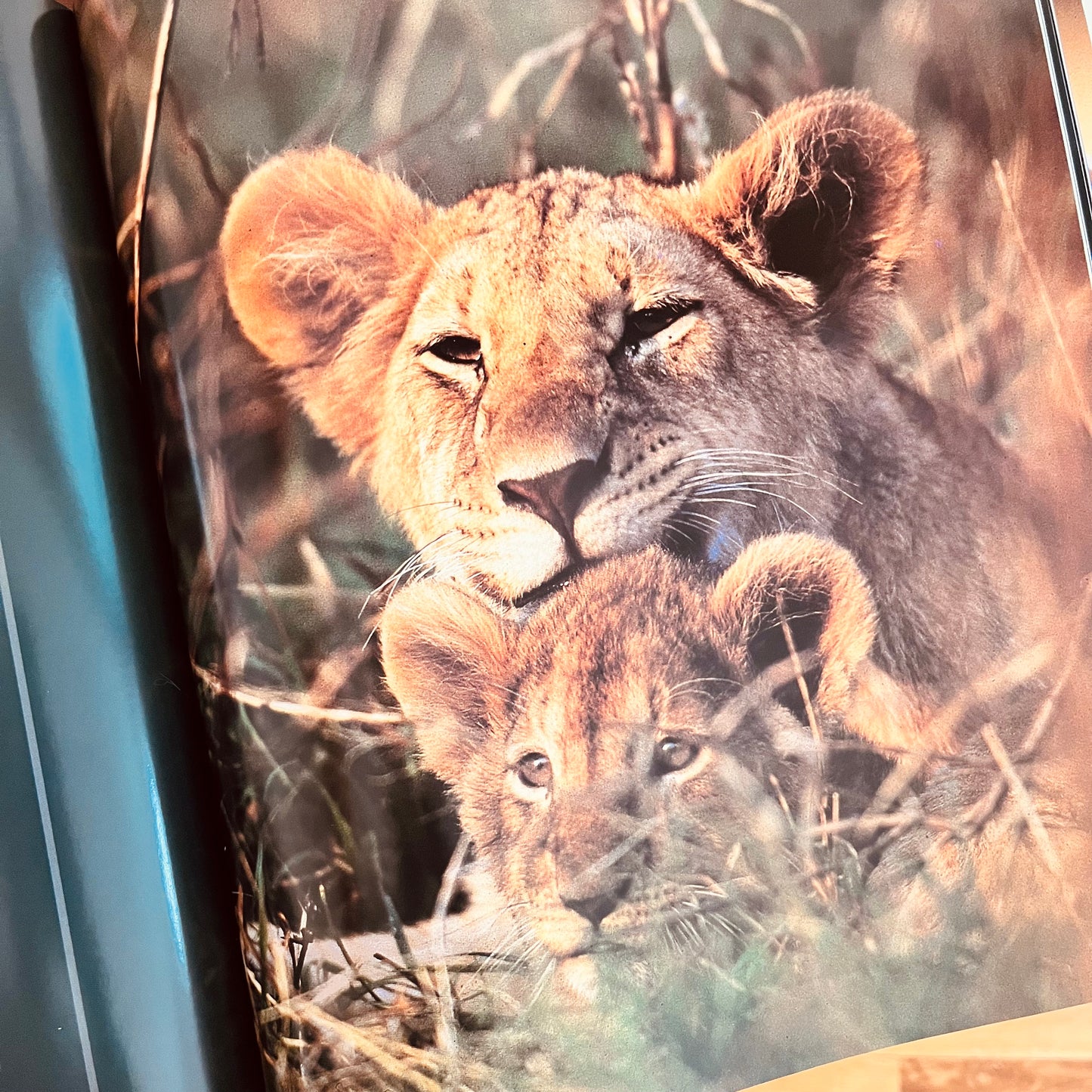 The art of being a lion