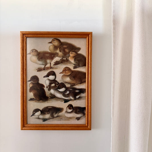 Cadre vintage avec impression sur papier beaux-arts - Les poussins