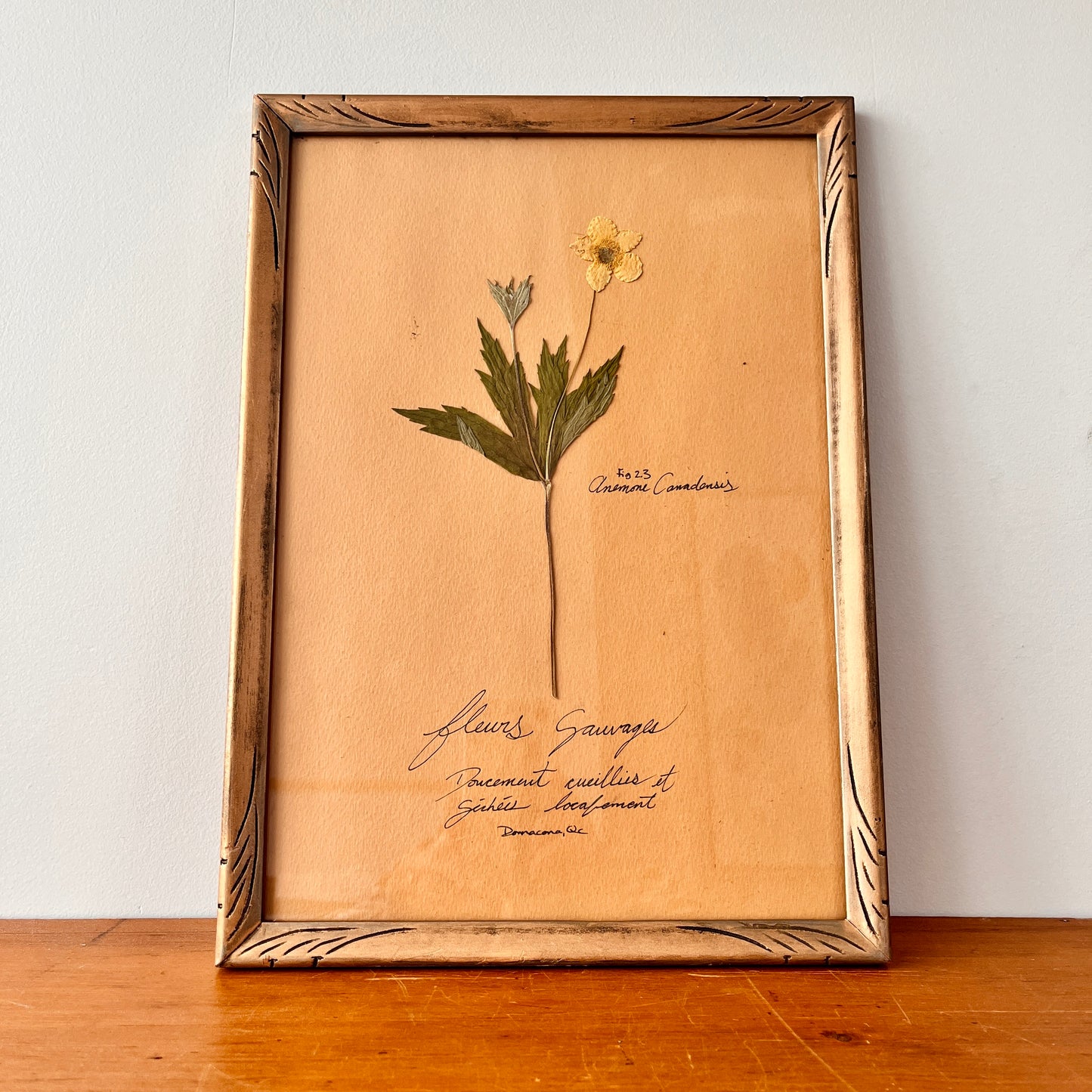 Wildflower frame - Anemone Canadensis