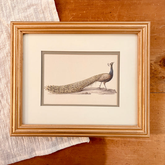 Cadre vintage avec impression sur papier beaux-arts - Le paon III