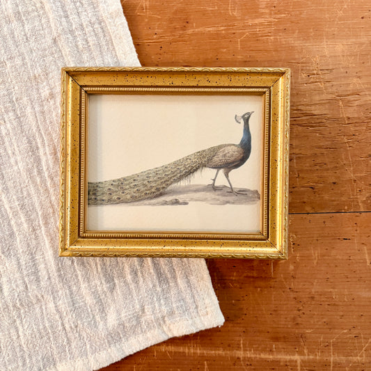 Cadre vintage avec impression sur papier beaux-arts - Le paon III