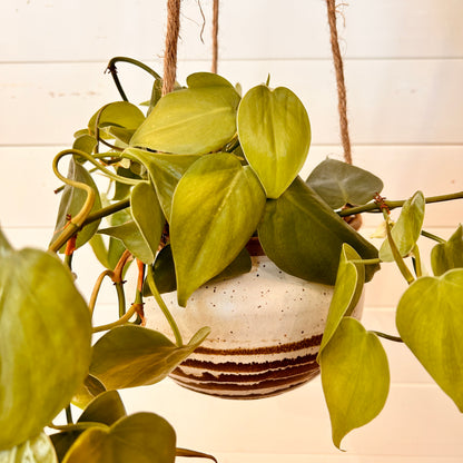 Hanging planter