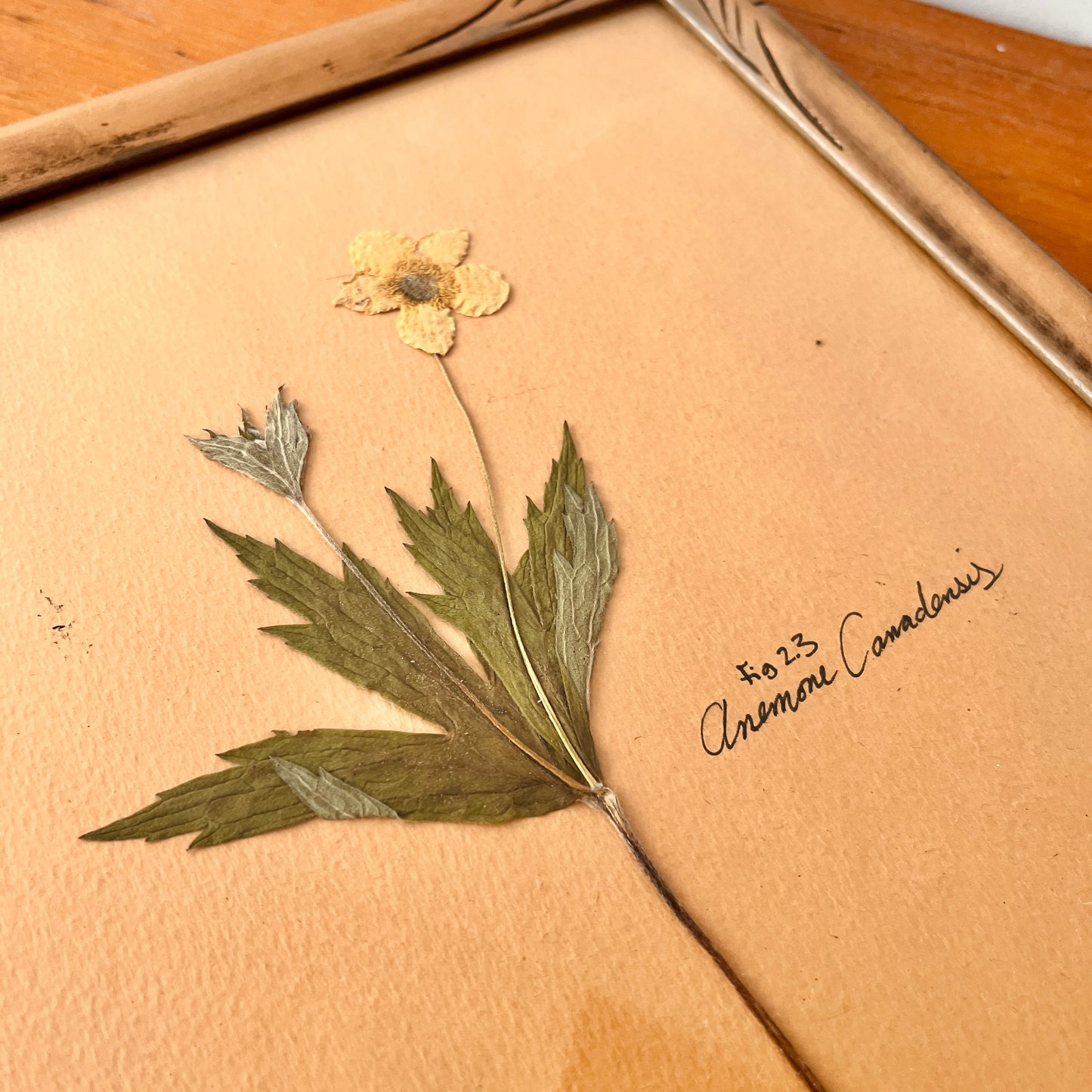 Cadre fleurs sauvages - Anemone Canadensis