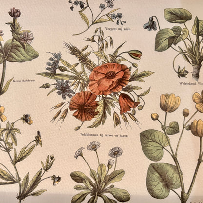 Canvas print - The cellist