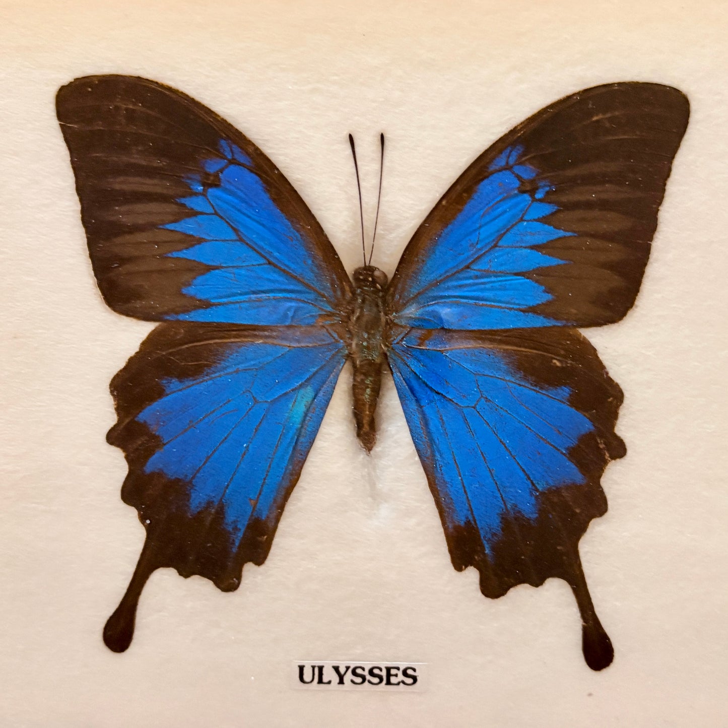 Cadre Papillon - Ulysses