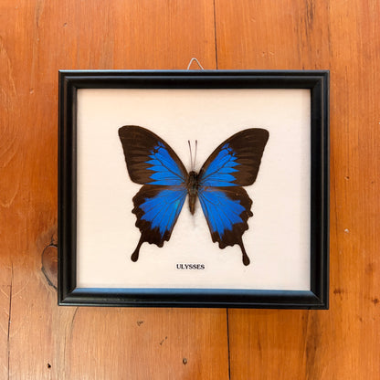 Cadre Papillon - Ulysses