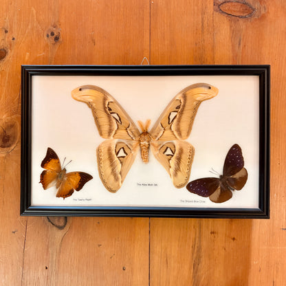 Cadre 3 Papillons
