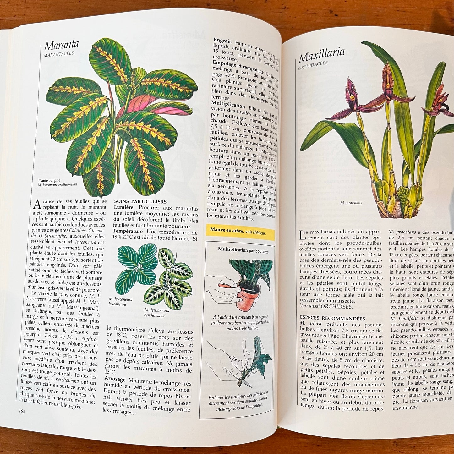 Guide des plantes d'intérieur